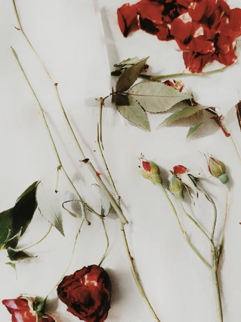 A cover of "queena" cluster. The owner is queena0601. The cluster consists of 3 elements.