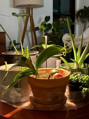 A cover of "Plants" cluster. The owner is jjsummers. The cluster consists of 1 element.