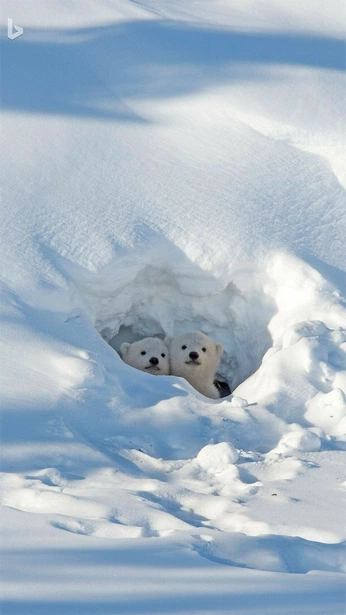 A cover of "natureza/animais" cluster. The owner is nanyswonderland. The cluster consists of 17 elements.