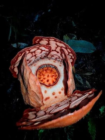 A cover of "Rafflesia Hasseltii" cluster. The owner is sustainablyyou. The cluster consists of 11 elements.