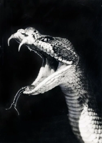 A cover of "Swedge" cluster. The owner is swedge. The cluster consists of 343 elements.