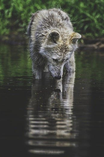 A cover of "Wolf" cluster. The owner is hee2ro. The cluster consists of 1 element.