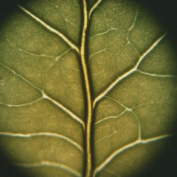 A cover of "WSH" cluster. The owner is anjawesthues. The cluster consists of 5 elements.