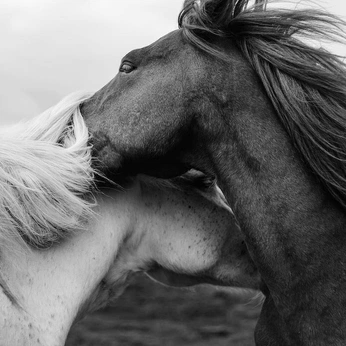 A cover of "Curio Verse" cluster. The owner is jinen. The cluster consists of 53 elements.