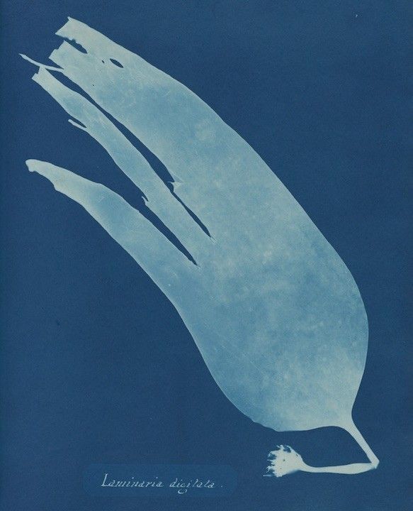 Laminaria digitata, a cyanotype by Anna Atkins from her book Photographs of British Algae, c. 1843.