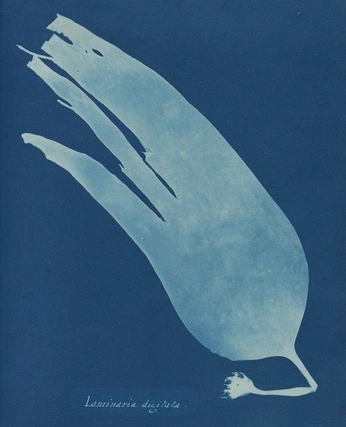 A cover of "watter" cluster. The owner is sanielle. The cluster consists of 16 elements.