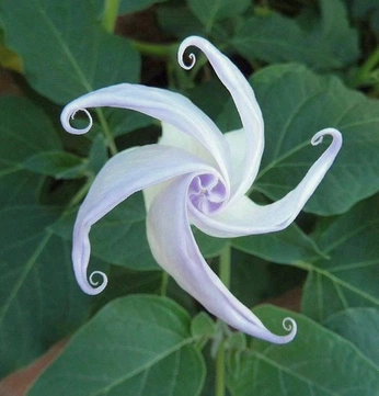 A cover of "Flowers" cluster. The owner is st4rrdrexm. The cluster consists of 2 elements.