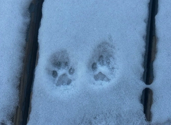 A cover of "cats" cluster. The owner is blemy. The cluster consists of 6 elements.