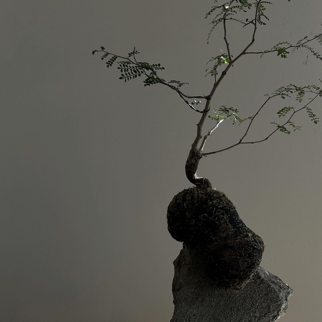 SCULPTURAL PLANTS (@jc) / Cosmos