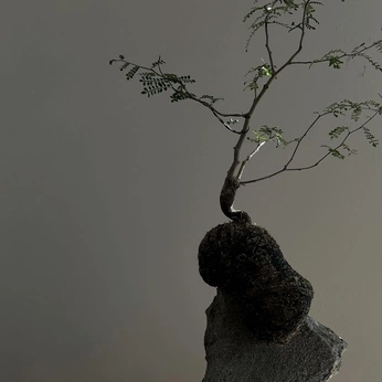 A cover of "SCULPTURAL PLANTS" cluster. The owner is jaaycee. The cluster consists of 17 elements.