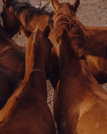 A cover of "Nature" cluster. The owner is mykarlov. The cluster consists of 2 elements.