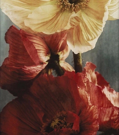 An Instagram  post added by alexnyilas on Jan 07, 2024. The author is @liaisonandpartners. May present: petal, bukowskis, flower, plant, light.