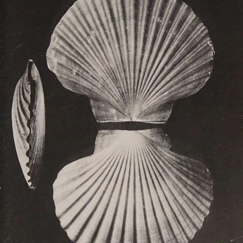 A cover of "Mother Earth" cluster. The owner is majo.salazar08. The cluster consists of 28 elements.