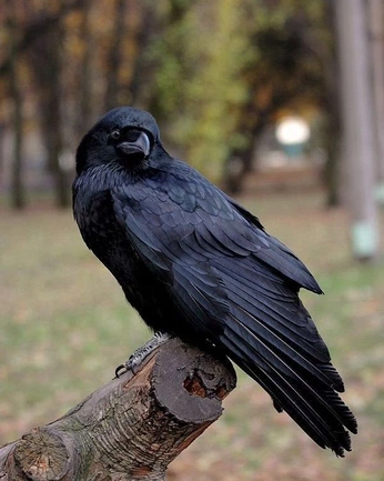 A cover of "Corvid" cluster. The owner is spikeabell. The cluster consists of 4 elements.