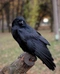 Cover of Corvid cluster