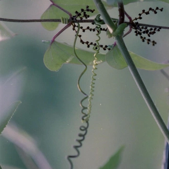 A cover of "nature" cluster. The owner is sssolie. The cluster consists of 46 elements.