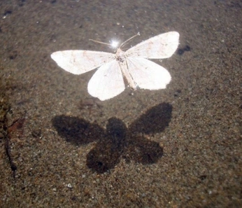 A cover of "bugs" cluster. The owner is ellobeastie. The cluster consists of 14 elements.