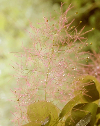 A cover of "sparkles" cluster. The owner is planull. The cluster consists of 15 elements.