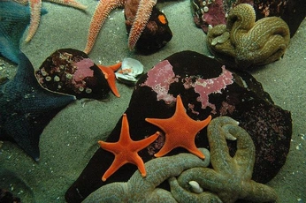 A cover of "👅" cluster. The owner is kendallgreene. The cluster consists of 12 elements.