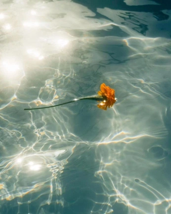 A cover of "pics" cluster. The owner is roberto. The cluster consists of 25 elements.