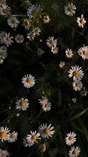 A cover of "flowers" cluster. The owner is fate. The cluster consists of 35 elements.