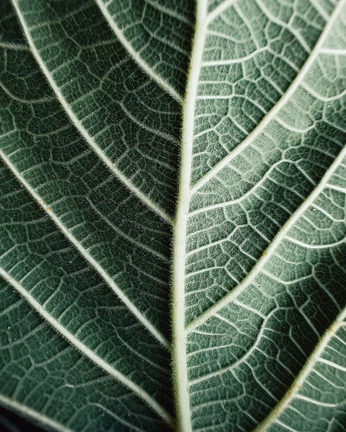 A cover of "Texturas da natureza" cluster. The owner is cruzslet. The cluster consists of 28 elements.