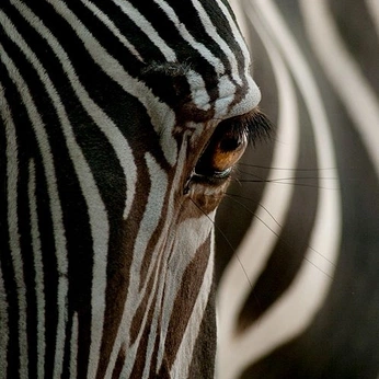 A cover of "Wildlife" cluster. The owner is ashley07. The cluster consists of 9 elements.