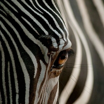 A cover of "wildlife" cluster. The owner is maddiee222. The cluster consists of 58 elements.