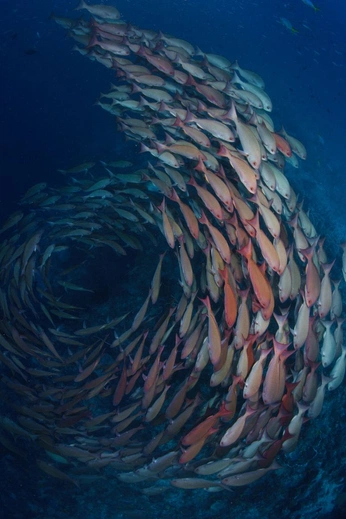 A cover of "Fish in school" cluster. The owner is alfaplum. The cluster consists of 5 elements.