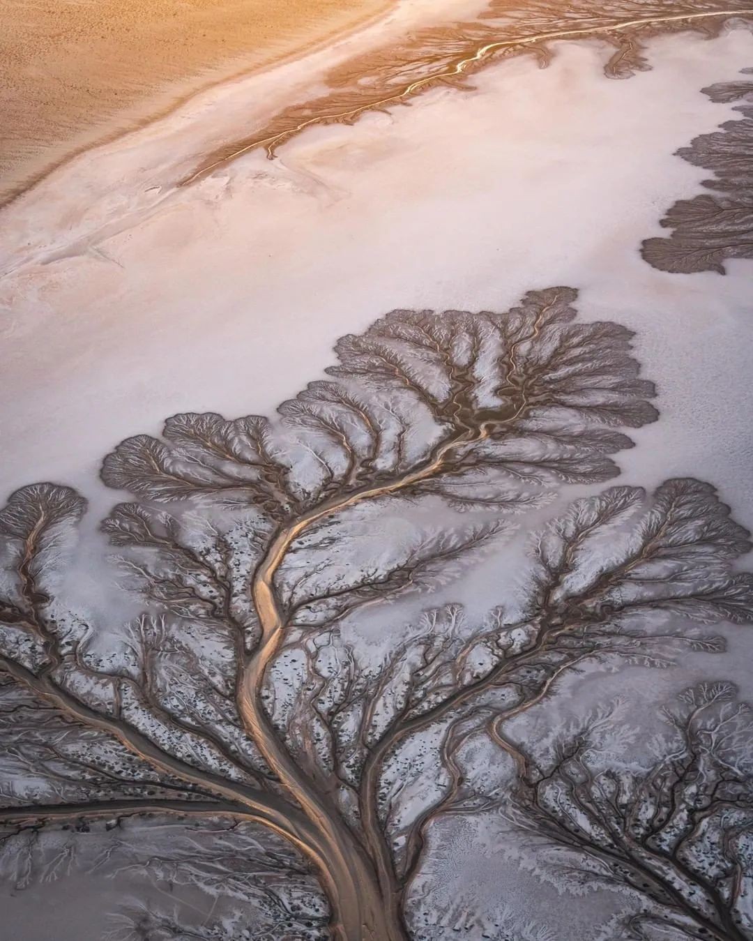 An aerial view of the Colorado River Delta in Mexico, where sediment deposits form tree-like fractal patterns.