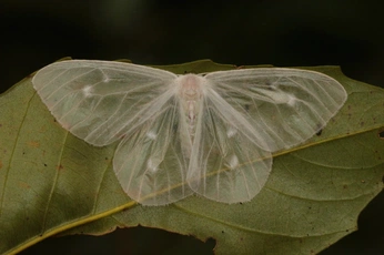 A cover of "nature" cluster. The owner is natalielisa. The cluster consists of 37 elements.