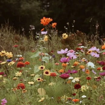 A cover of "landscape" cluster. The owner is fabioiori. The cluster consists of 46 elements.