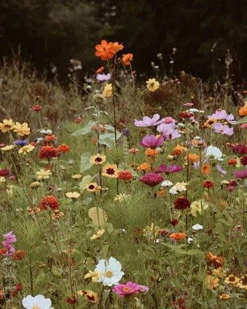 A cover of "Summer 2025" cluster. The owner is go4grif. The cluster consists of 21 elements.