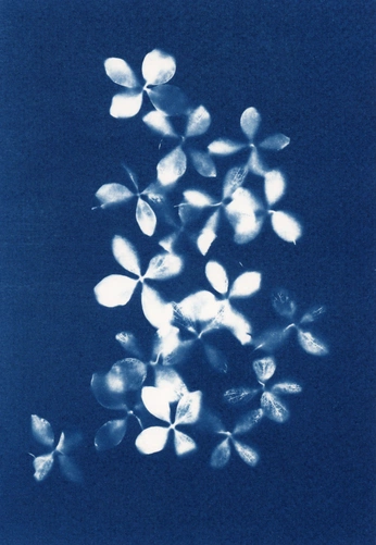 A cover of "Cyanotype" cluster. The owner is designd. The cluster consists of 10 elements.