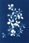 Cover of Cyanotype cluster