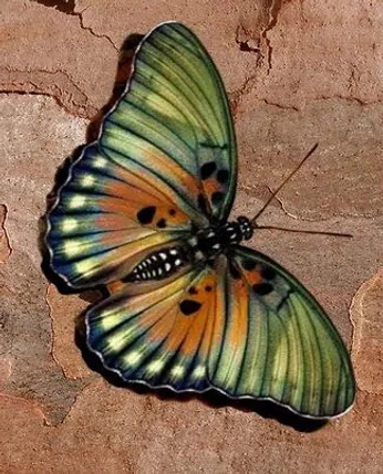 A cover of "nature" cluster. The owner is karlamcs. The cluster consists of 11 elements.