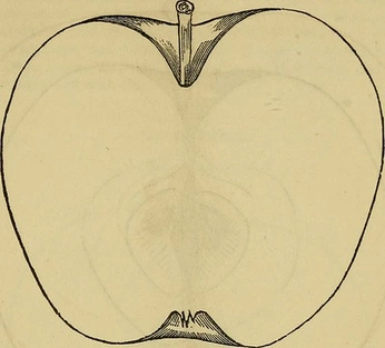 A cover of "🍎" cluster. The owner is kenda. The cluster consists of 2 elements.