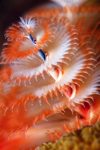 A cover of "Biomimicry" cluster. The owner is keli.studio. The cluster consists of 621 elements.