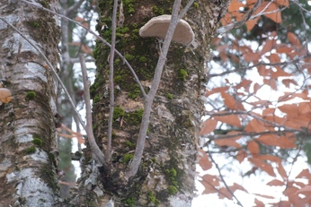 A cover of "home is a vessel of love" cluster. The owner is delta.solo. The cluster description is "spreading the cultivation of unconditional true love and wonder ". The cluster consists of 51 elements.