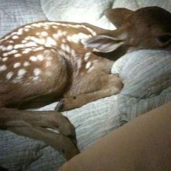 A cover of "Cuties" cluster. The owner is skullskwatt. The cluster consists of 14 elements.