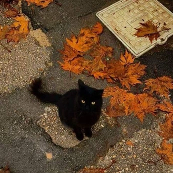 A cover of "fall" cluster. The owner is lily.grace. The cluster consists of 49 elements.