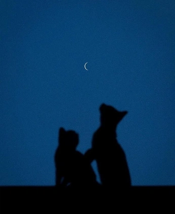 A cover of "D" cluster. The owner is l4vender. The cluster consists of 7 elements.