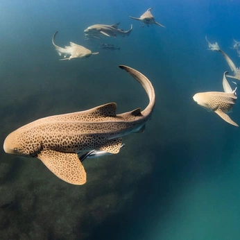 A cover of "shark" cluster. The owner is downwiththeclown. The cluster description is "sharks and other sea creatures and critters". The cluster consists of 61 elements.