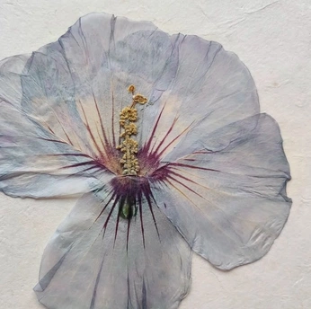 A cover of "•• prensa" cluster. The owner is natimoreno. The cluster consists of 5 elements.