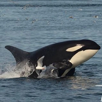 A cover of "Animals" cluster. The owner is destinationone. The cluster consists of 49 elements.