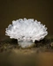 Cover of Mushrooms cluster