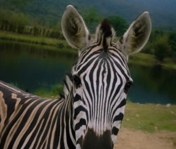 A cover of "Portobello" cluster. The owner is la.depaula. The cluster consists of 23 elements.