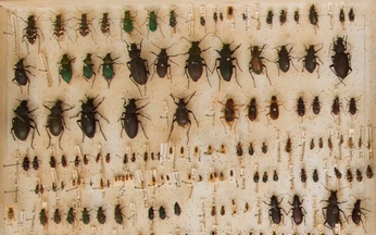 A cover of "Suwar" cluster. The owner is rayrafjem. The cluster consists of 47 elements.