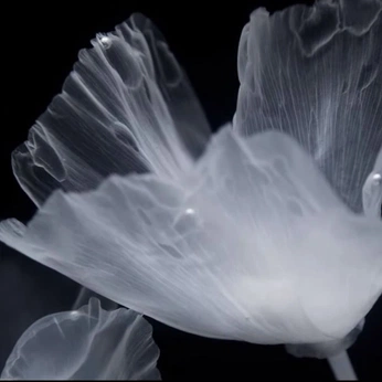 A cover of "Flower textures" cluster. The owner is carlinni. The cluster consists of 26 elements.