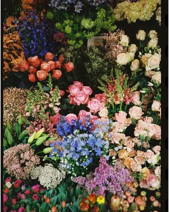 A cover of "FLORALS" cluster. The owner is marianacostabile. The cluster consists of 117 elements.